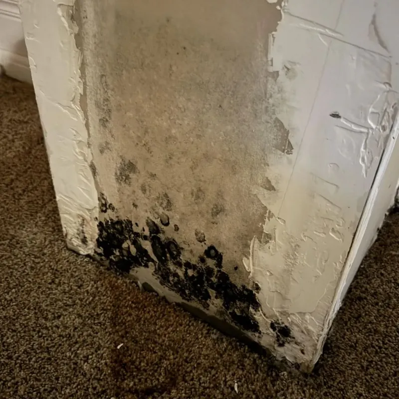 Professional Mold Removal in Clinton County, MI